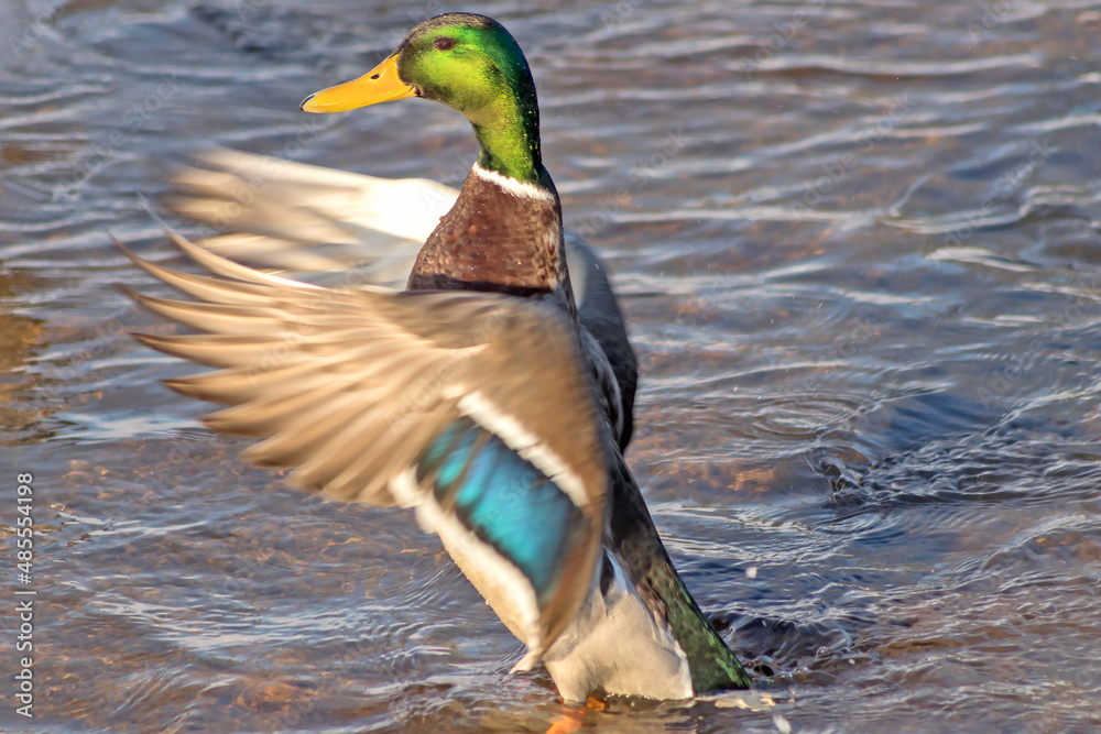 Obraz premium Mallard drake above the surface of river water in a vertical pose. 