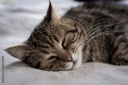 Grey tabby cat close up