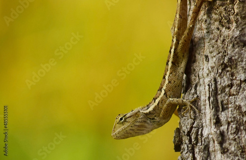 Oriental garden lizard (Calotes versicolor) - Garden lizards are relaxing on tree branches, camouflage garden lizards. Close up chameleon details.