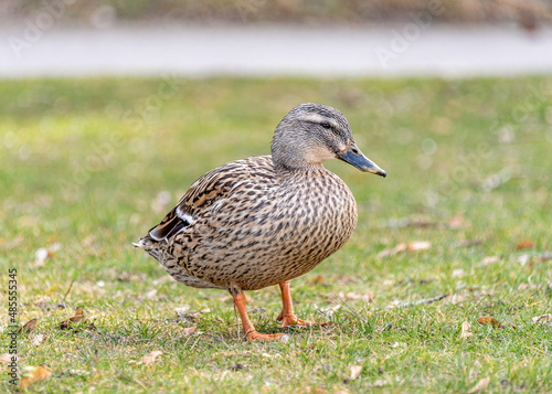 Eine einzelne Stockente spaziert über eine grüne Wiese mit einem Weg im Hintergrund 