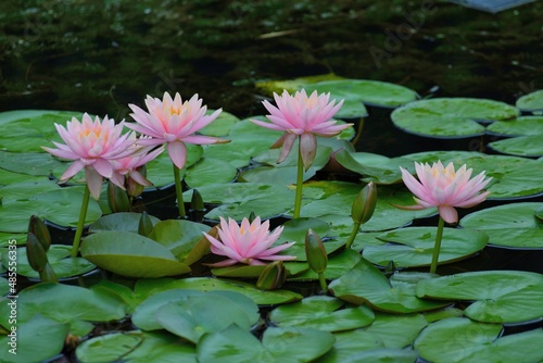 pink water lilies