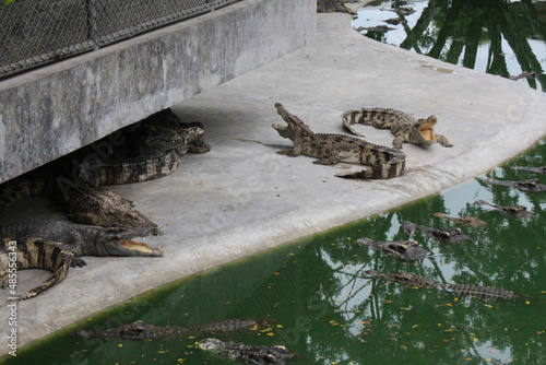 Photography thailand bangkok