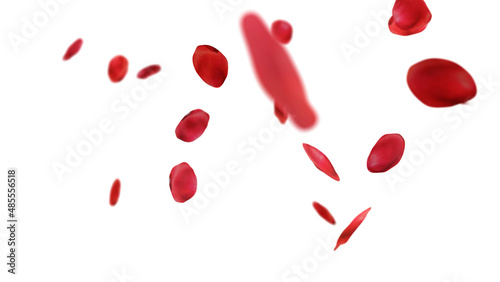 rose petals falling on white background.