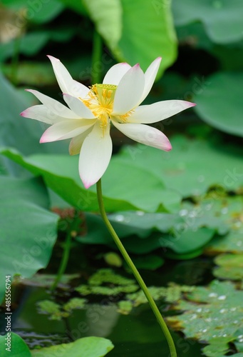 white lotus flower in the pond