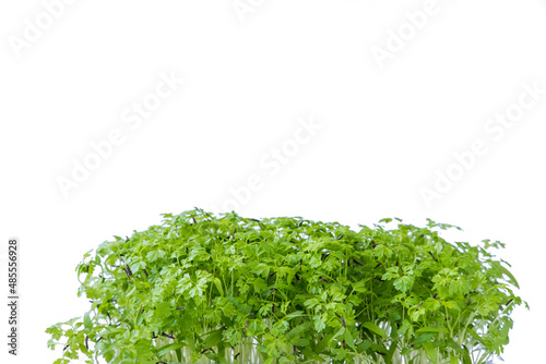 Photos Chervil microgreens isolated on white background. Green banner.