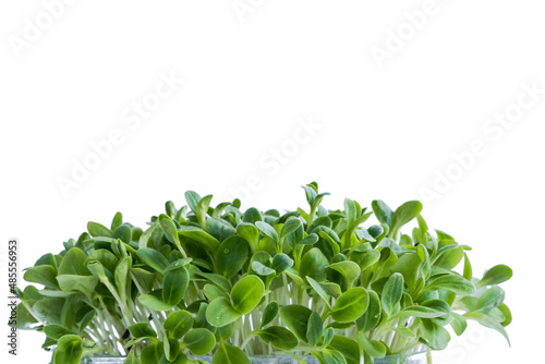 Borage microgreens isolated on white background. Green banner.