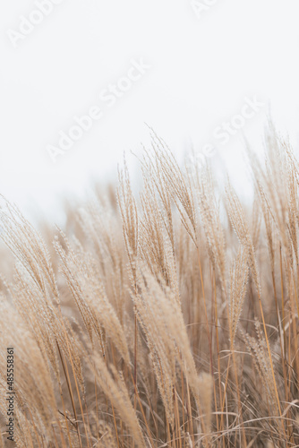 Abstract natural background of soft plants Cortaderia selloana. Pampas grass on a blurry bokeh, Dry reeds boho style. Fluffy stems of tall grass in winter, white background