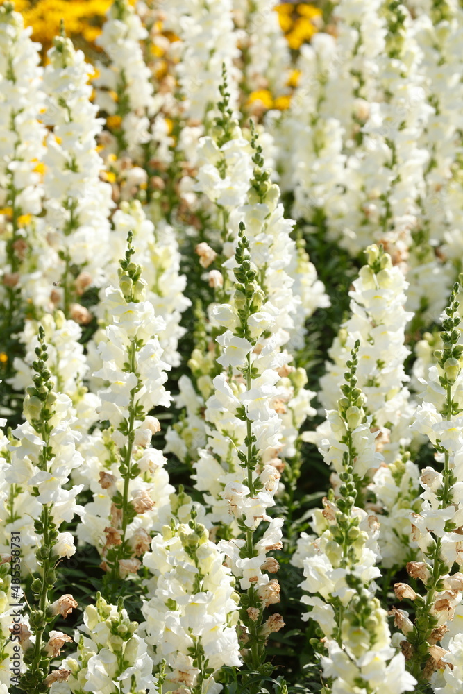 Großes Löwenmaul (Antirrhinum majus), Deutschland, Europa Großes Löwenmaul (Antirrhinum majus), Deutschland, Europa