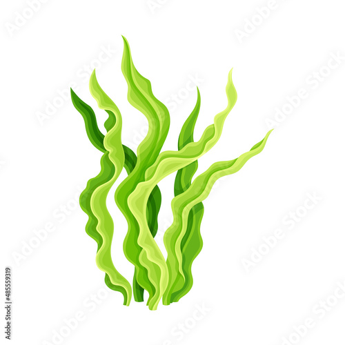 Fresh spirulina plant dietary supplement. Natural eco antioxidant superfood vector illustration