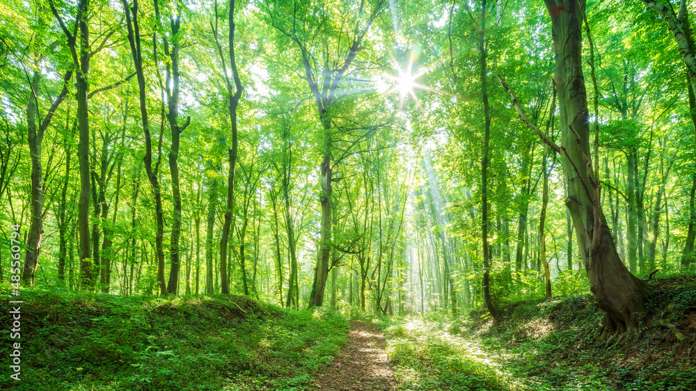 Obraz premium Footpath through natural bright sunny green forest in summer