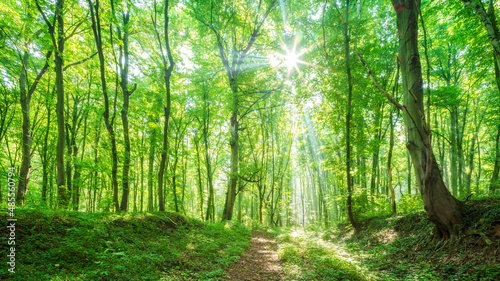 Footpath through natural bright sunny green forest in summer