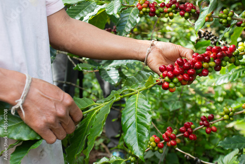 Women Hands harvesting cherry coffee bean ripe Red berry plant fresh seed coffee tree green eco organic farm. Close up hands harvest red ripe coffee seed robusta arabica berry harvesting cherry coffee