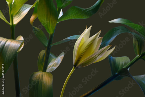 wild tulip and tropical foliage on dark green background  botanical composition  studio shot.