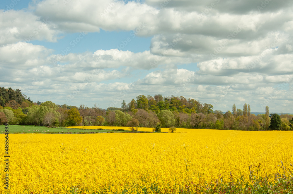 Canola yellows in the summertime.