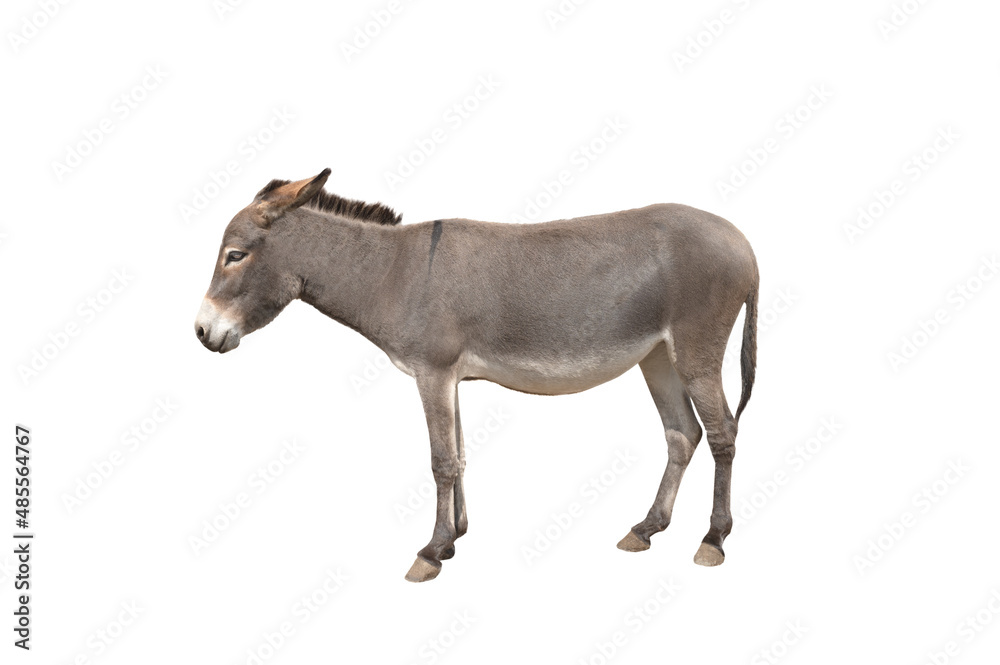 Donkey isolated on white background Donkey isolated on white background