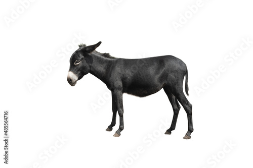 Black Donkey isolated on white background