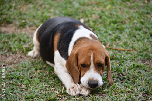 The beagle is a dog breed native to the United Kingdom. They belong to the group of hounds. have short hair and speckled ears A dog with an excellent sense of smell. with a very sensitive sense of sme