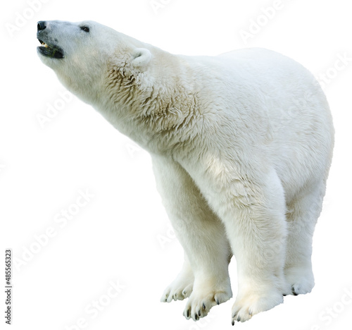 Arctic polar bear, Ursus maritimus