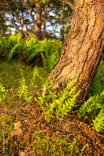 Im Nadelwald mit Fichten im Sommer.