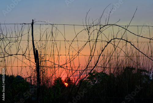 Creative photo of sunset through the bushes and gate