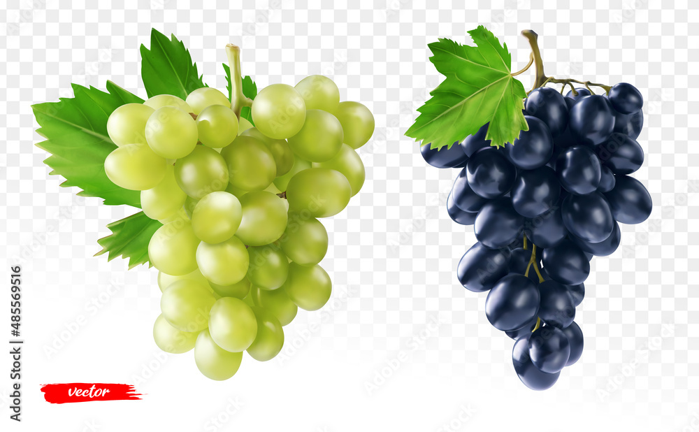 Set of green grape and black grape isolated. Realistic vector illustration of different grapes. - obrazy, fototapety, plakaty 