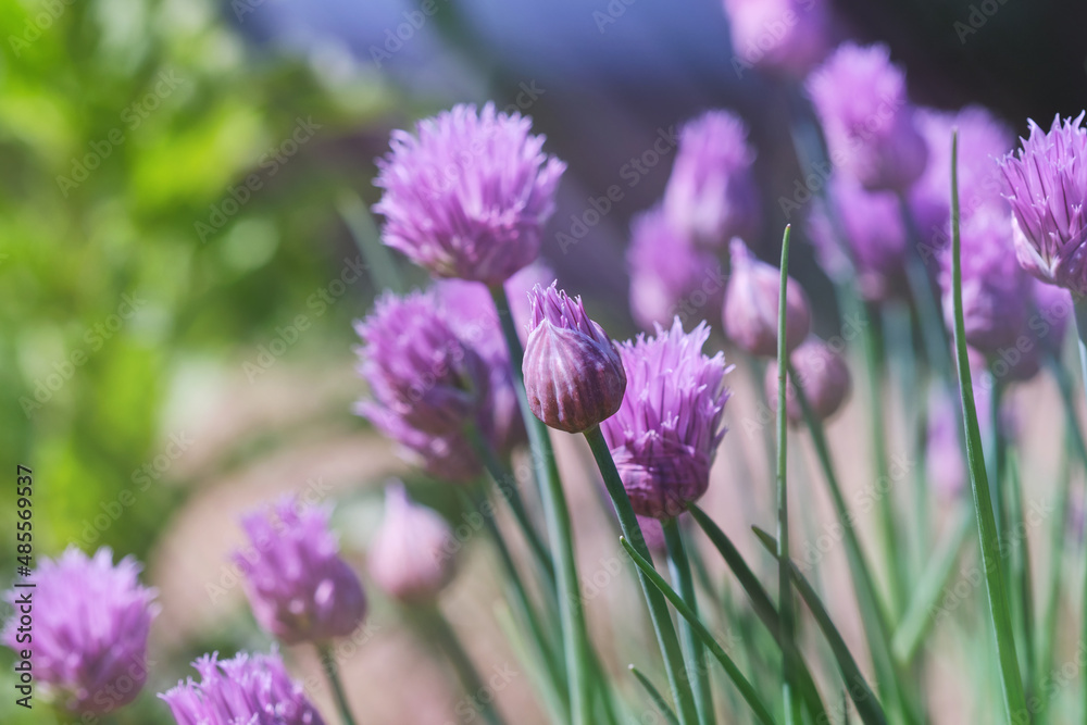 Lush flowering chives with purple buds in the garden. Wild Chives flower or Flowering Onion, Allium Schoenoprasum , Chinese Chives, Schnittlauch, Garlic Chives. Shallow depth of field Lush flowering chives with purple buds in the garden. Wild Chives flower or Flowering Onion, Allium Schoenoprasum , Chinese Chives, Schnittlauch, Garlic Chives. Shallow depth of field