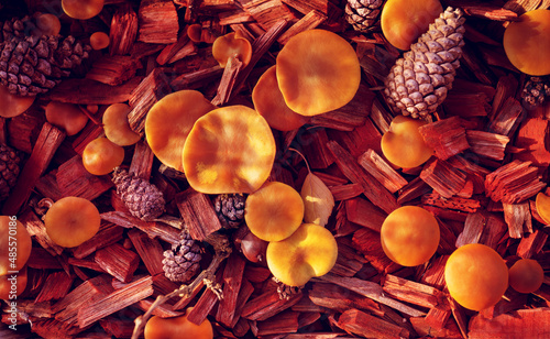 Closeup shot of red mushroom and pine cones