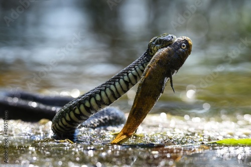 snake in the water
