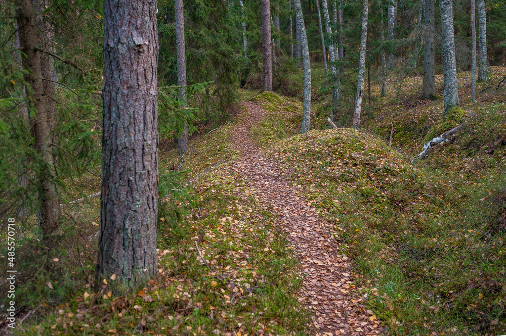 Obraz premium Pathway across autumn forest. Winding road. Kemeri National Park, Latvia.