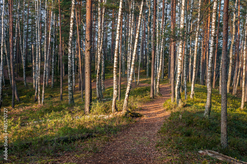 Idyllic forest path with lingonberry and moss on the ground and sunbeams between tall firs in Kemeri National Park  Latvia.