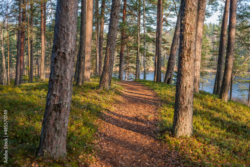 Wallpaper Mural Idyllic forest path with lingonberry and moss on the ground and sunbeams between tall firs in Kemeri National Park, Latvia. Torontodigital.ca