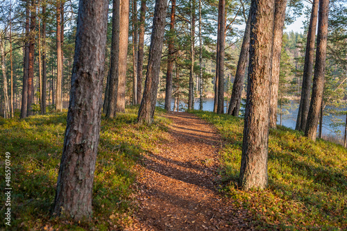 Idyllic forest path with lingonberry and moss on the ground and sunbeams between tall firs in Kemeri National Park  Latvia.