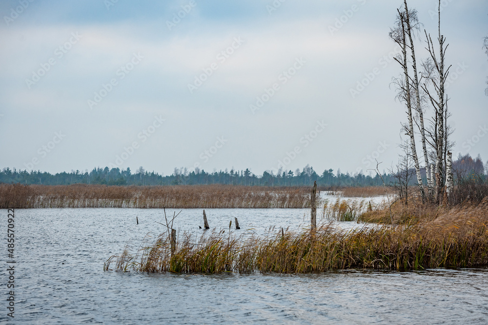 Late autumn landscape. Cloudy weather on lake with islands of dry grass of common reed. Wetlands of Kemeri National Park, Latvia. Late autumn landscape. Cloudy weather on lake with islands of dry grass of common reed. Wetlands of Kemeri National Park, Latvia.