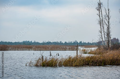 Late autumn landscape. Cloudy weather on lake with islands of dry grass of common reed. Wetlands of  Kemeri National Park  Latvia.