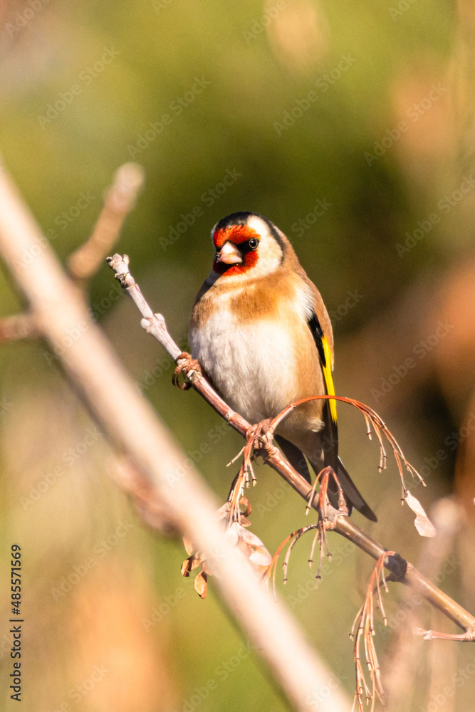 European Goldfinch perched on a tree branch European Goldfinch perched on a tree branch
