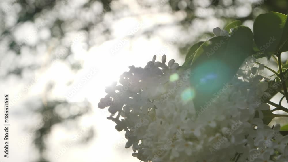 Sun rays through lilac bush. White flowers on sunny background. Concept of romantic and light mood. Relieve lightweight