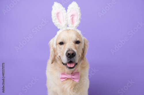 Dog in rabbit costume sitting on a light purple background. Golden Retriever celebrating Easter and looking at the camera, there is room for text. Easter card with a pet.