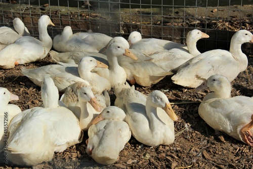 Farm ducks  photo