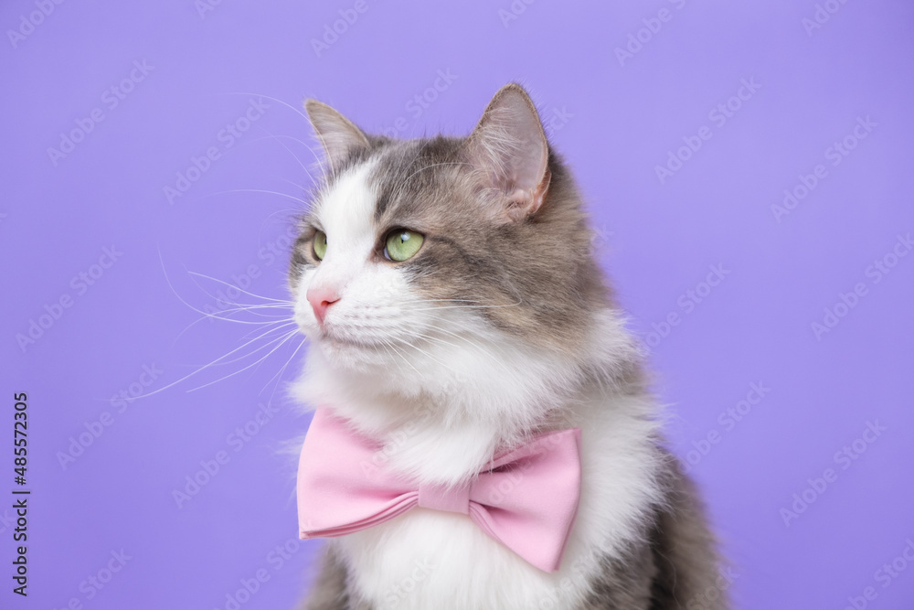 Cute gray cat sitting in a bow tie on a light purple background. Monochrome background with space for text. Postcard with a cat for Valentine's Day, Spring, Women's Day