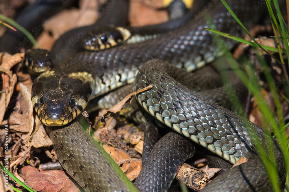 Close up at a Grass snakes curled up