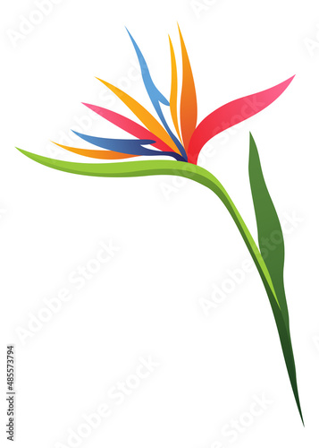 Strelitzia flower. Bright tropical blossom with green leaves