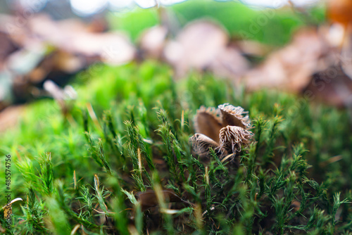 mushroom on the tree © Primo