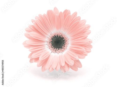 Soft focus pink gerbera flower on white horizontal copy space background.