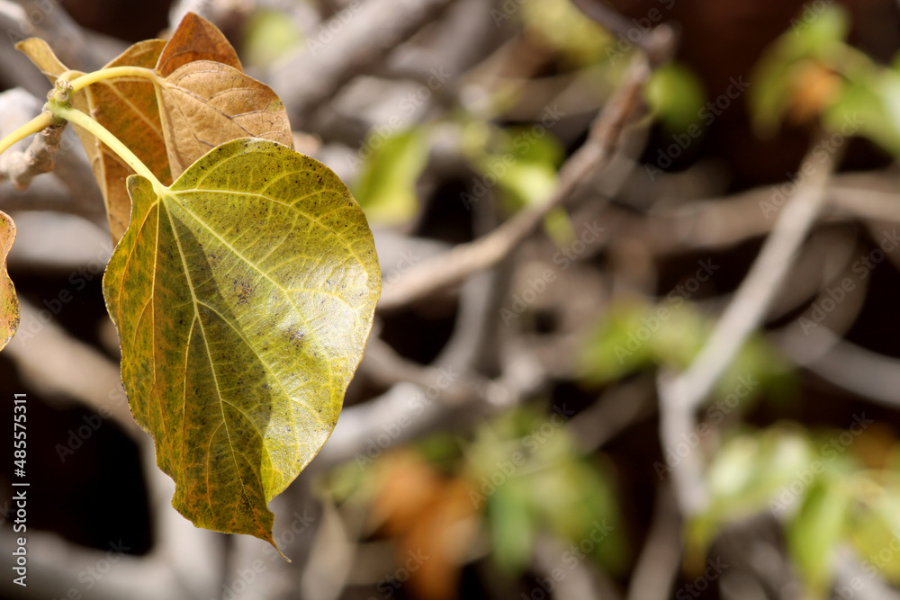 Obraz premium A beautiful close-up view of wild tree leaves.