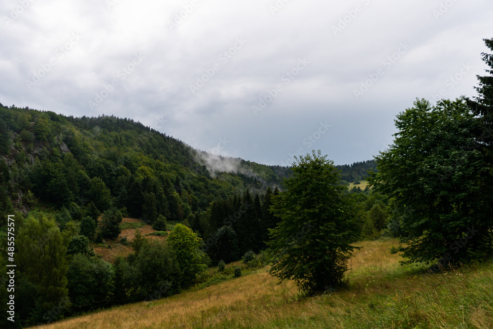 forest in the mountains forest in the mountains