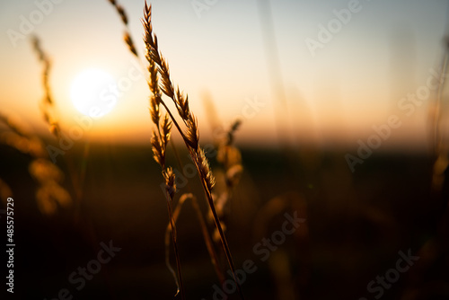 Foto sunrise in the field