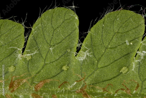 Long Beech Fern (Phegopteris connectilis). Pinnules Closeup photo