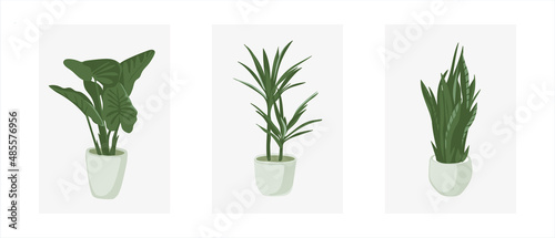 Potted plant set vector including: Dumb Cane, Parlor palm and Snake plant.  Modern style houseplants. Set of beautiful natural home decorations. Vector illustration isolated on white