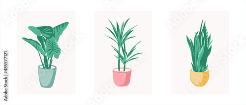 Potted plant set vector including: Dumb Cane, Parlor palm and Snake plant.  Modern style houseplants. Set of beautiful natural home decorations. Vector illustration isolated on white