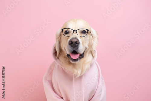 Portrait of a dog in a dark gray sweatshirt with a hood. Golden retriever in clothes sits on a white background.